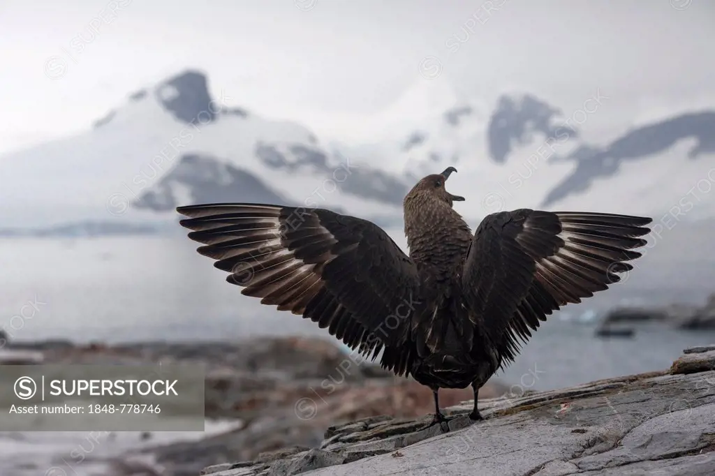 South Polar Skua (Stercorarius maccormicki), showing white wing patches, aggressive behavior, a gesture of intimidation