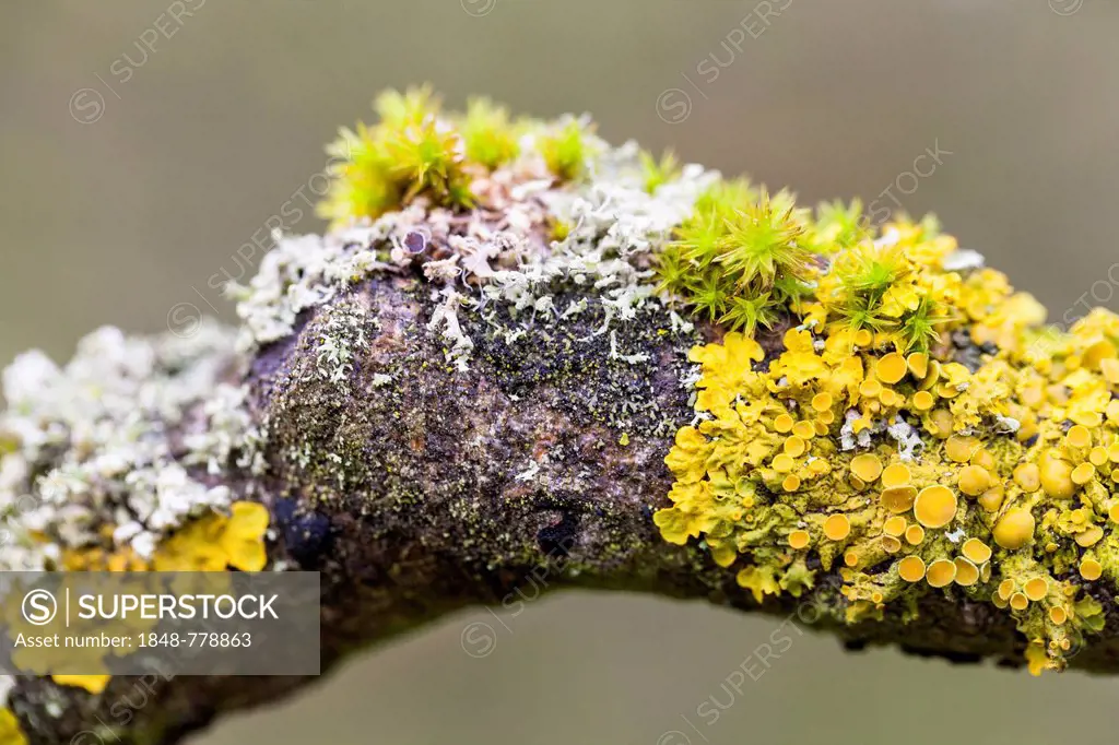 Branch overgrown with moss
