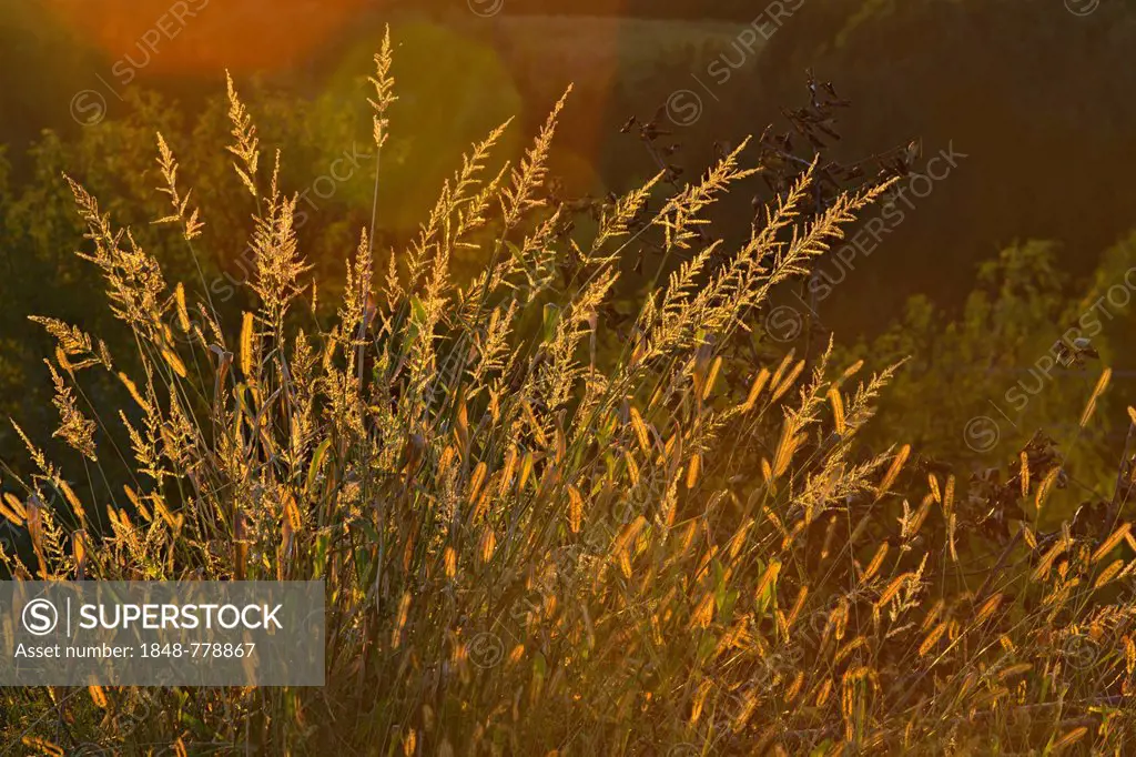 Grasses in the evening light