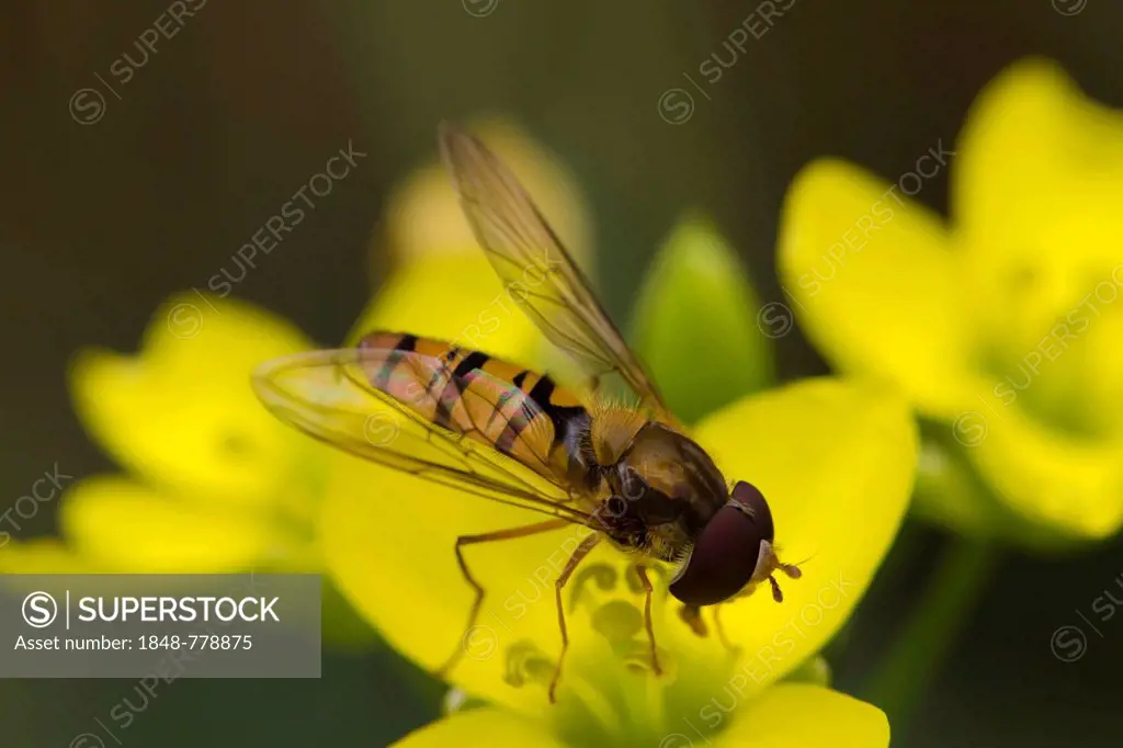 Marmalade Hoverfly (Episyrphus balteatus), male