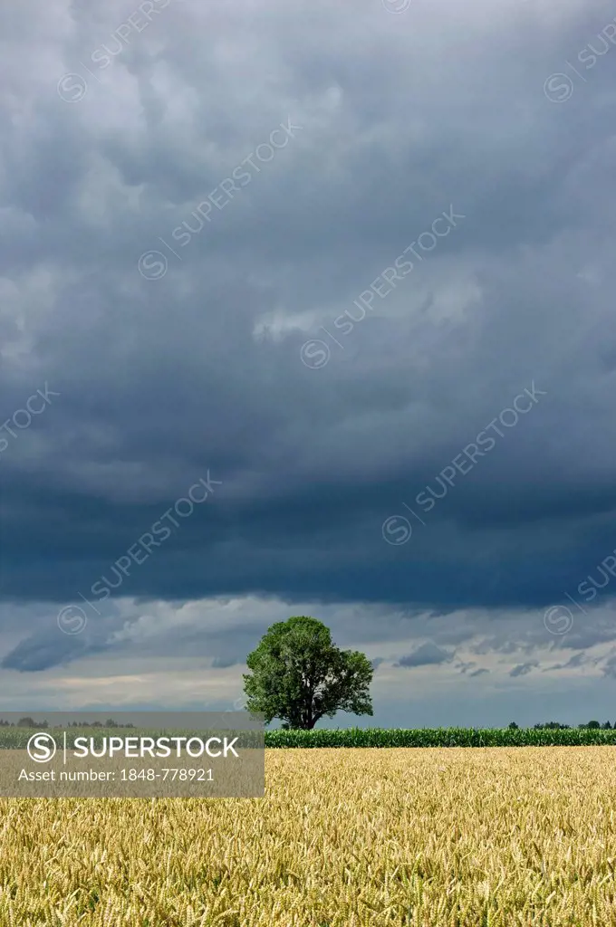 Common Ash (Fraxinus excelsior) behind a wheat field (Triticum L.) with dark storm clouds, cumulonimbus clouds