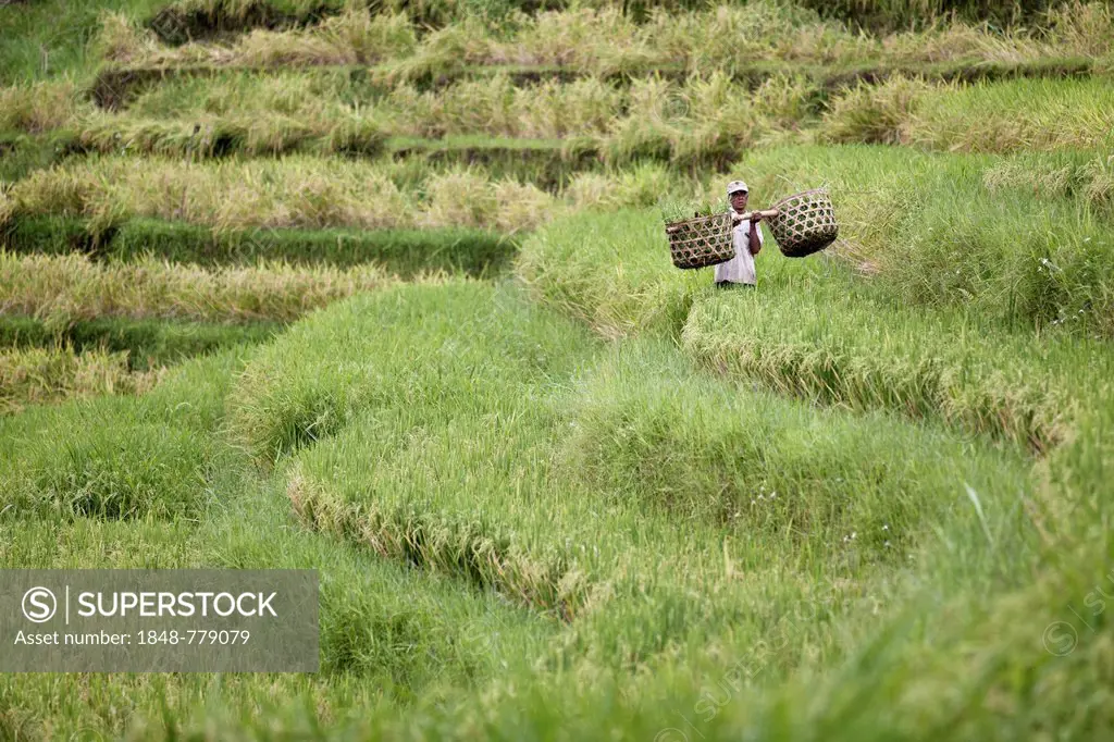 Farmer carrying two baskets through his rice field