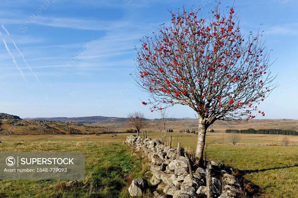 Landscape with stone wall and European Rowan, Mountain-ash, or European mountain-ash (Sorbus aucuparia)