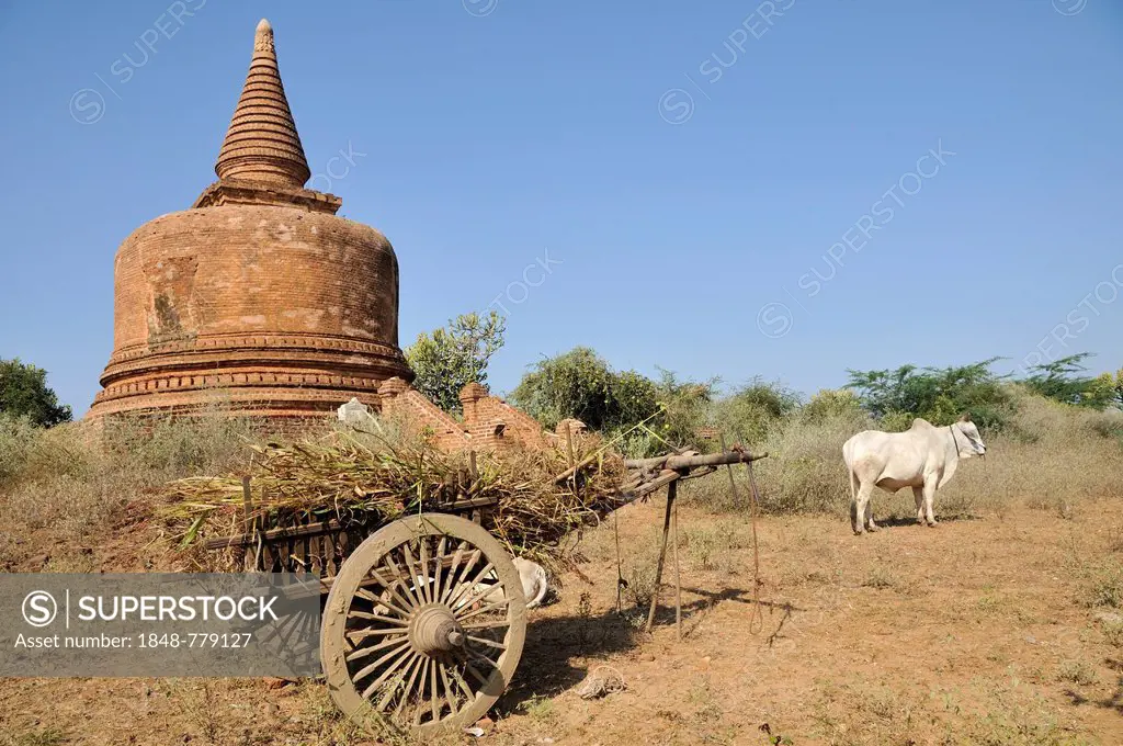 Oxcart and an ox in front of a stupa in the Pagoda Field of Bagan