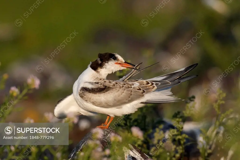 Common Tern (Sterna hirundo), juvenile, in a biotope