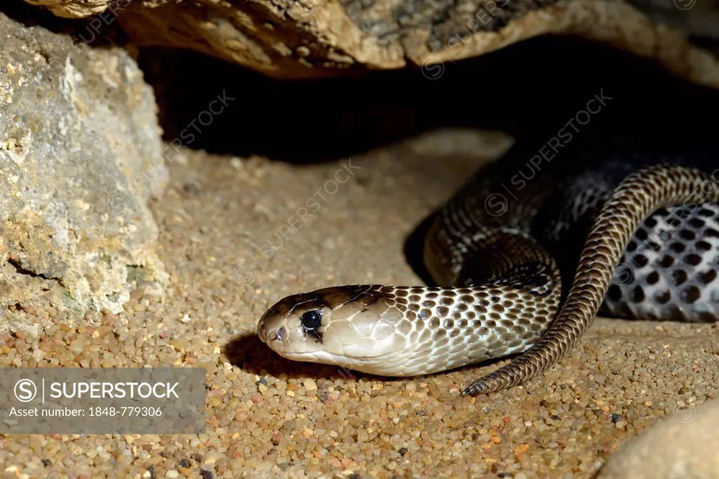 Poisonous Indian Cobra (Naja naja naja), native to India, Indonesia and the Philippines