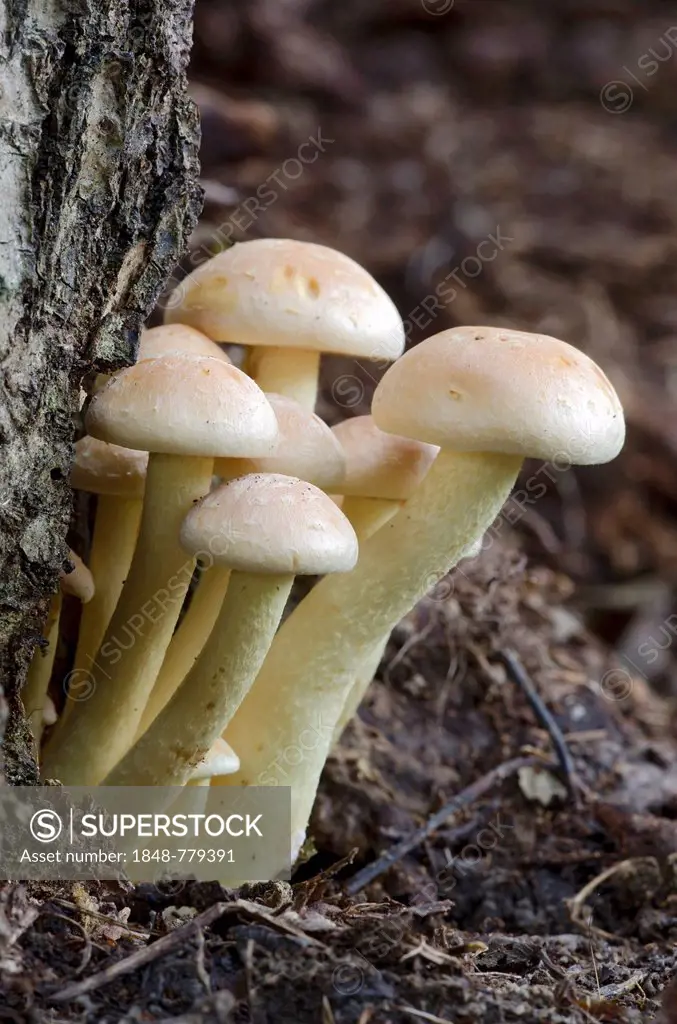 Sulphur tuft, sulfur tuft or clustered woodlover (Hypholoma fasciculare)