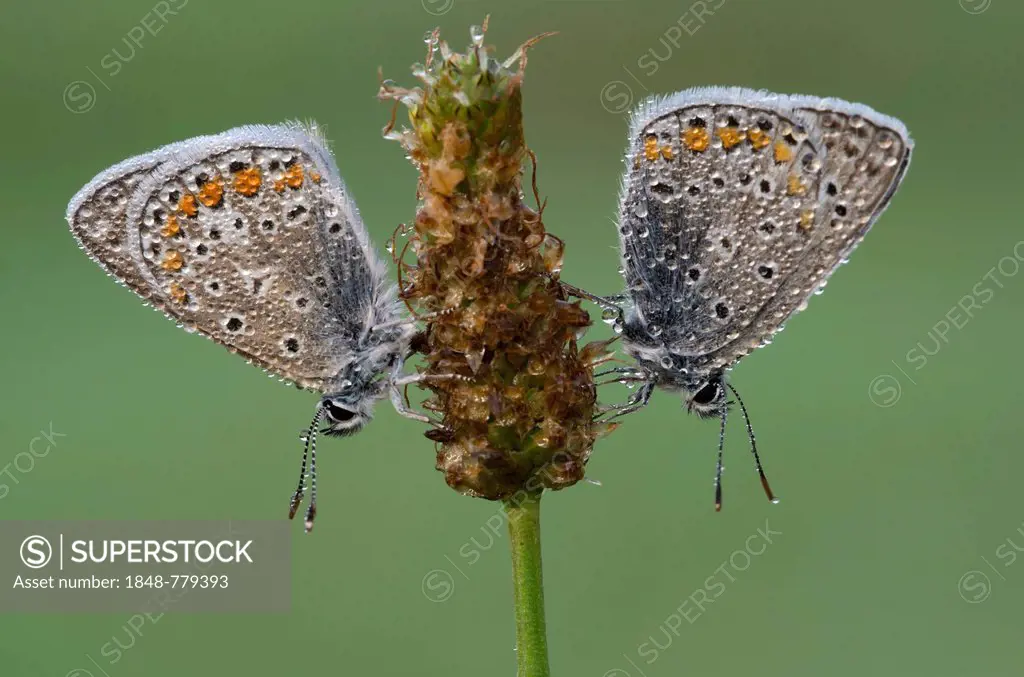 Common Blue (Polyommatus icarus), butterflies
