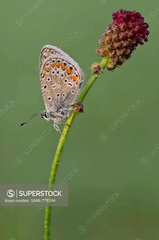 Common Blue (Polyommatus icarus), butterfly