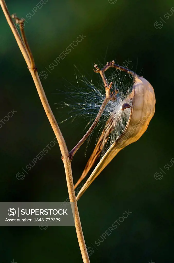 Swallow-wort (Vincetoxicum hirundinaria), seed head