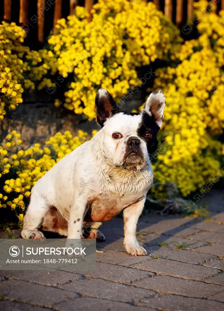 French Bulldog sitting in front of yellow flowers
