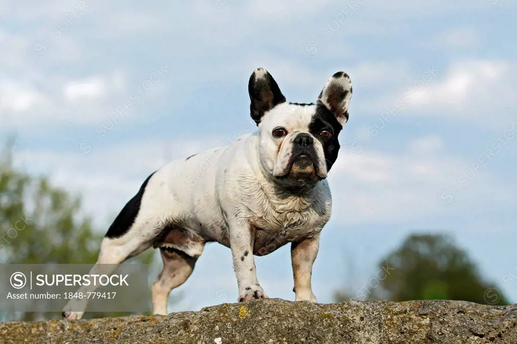 French Bulldog standing on a rock
