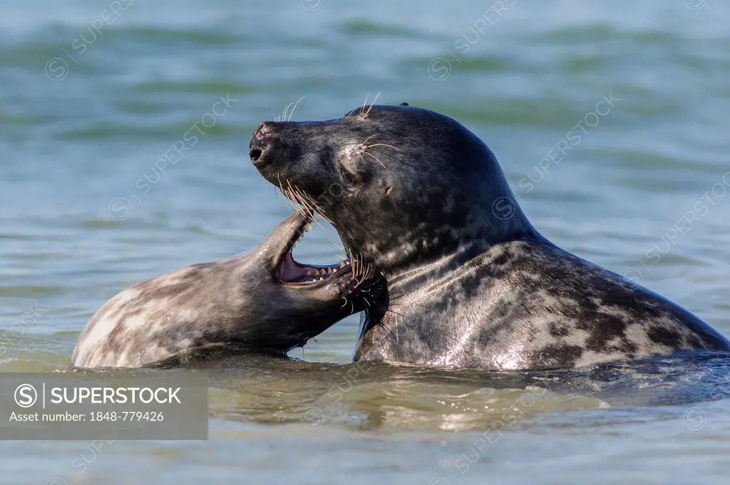 Two Seals or Harbour Seals (Phoca vitulina) playing in the North Sea