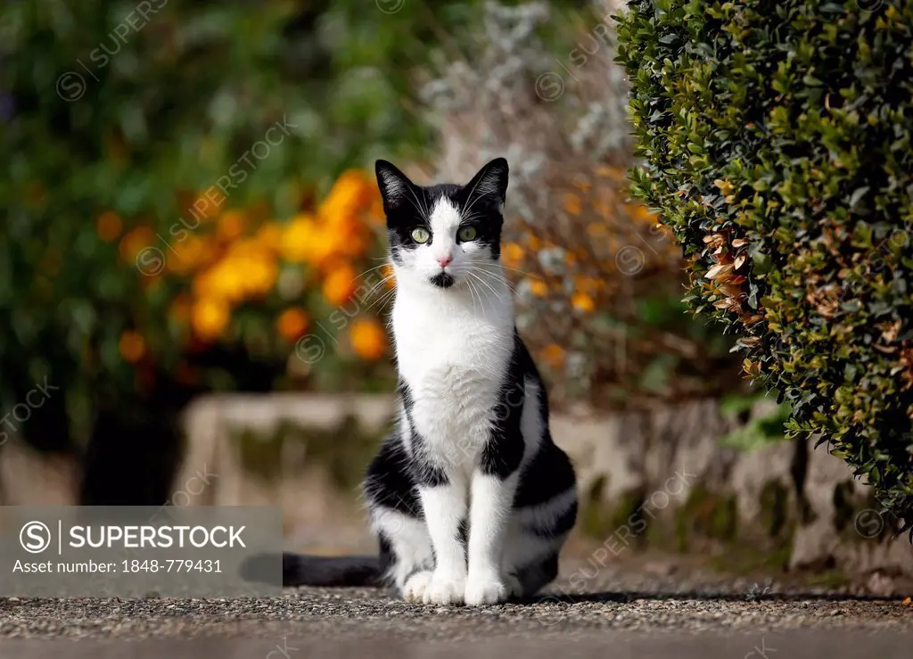 Black and white spotted cat sitting on a garden path
