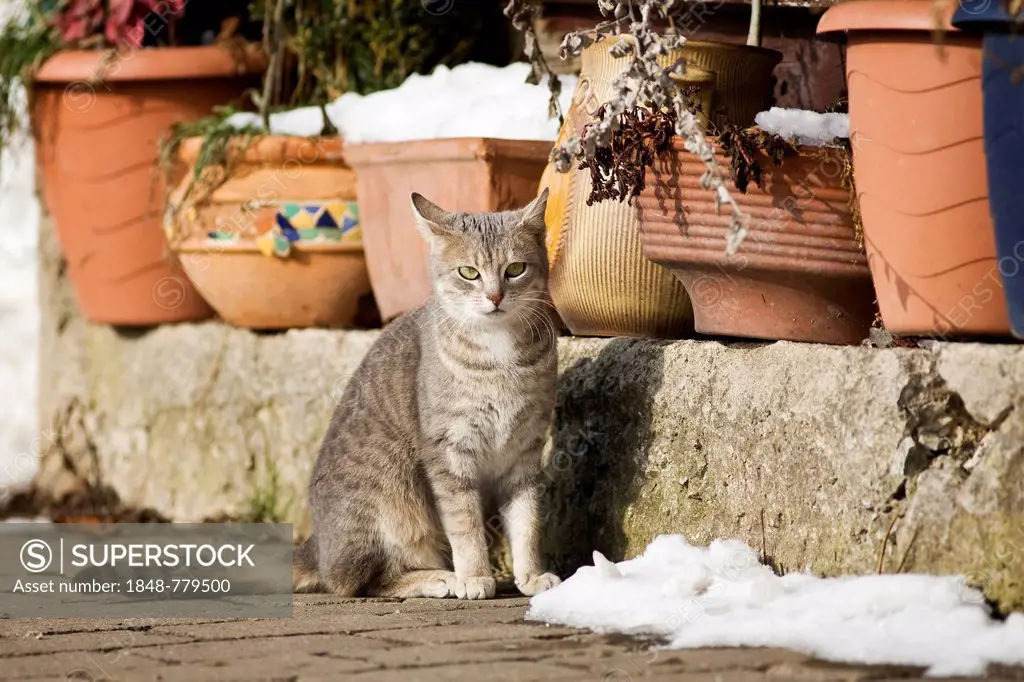 Grey-tabby cat sitting on a snow-covered path in front of flower pots