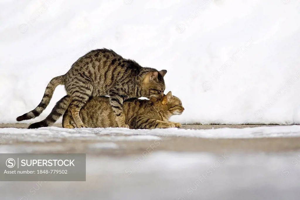 Brown tabby cats mating in the snow
