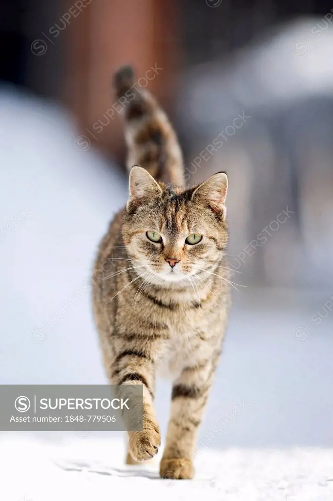 Red-brown tabby cat on foot on a snow-covered road