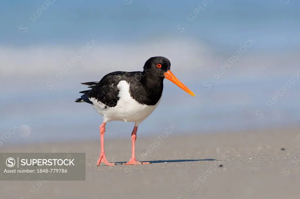 Oystercatcher (Haematopus ostralegus) foraging for food on the beach