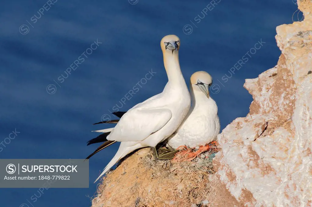 A pair of Northern Gannets (Morus bassanus) perched on a rock, nesting