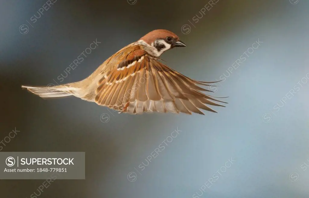 Eurasian Tree Sparrow (Passer montanus) in flight
