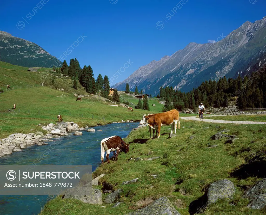 Cows on an alpine pasture