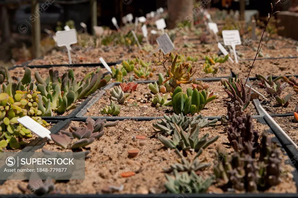 Succulent plants for sale in the world's largest succulent nursery Kokerboom