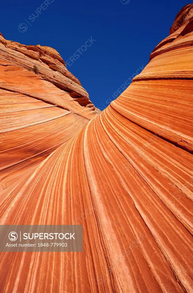 The Wave, wave of banded eroded Navajo sandstone cliffs with Liesegang bands, Coyote Buttes North, CBN, Pahreah or Paria Canyon, Vermilion Cliffs Nati...