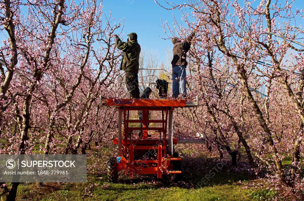 Gardeners cutting Peach trees (Prunus persica) at an orchard while they are blossoming