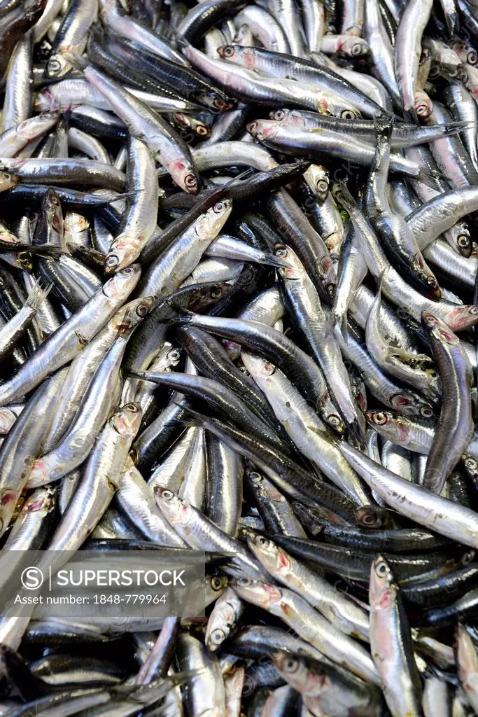 Fresh sardines, market