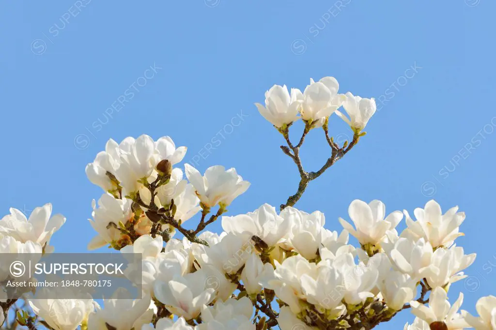 Flowers of the Yulan Magnolia (Magnolia denudata)