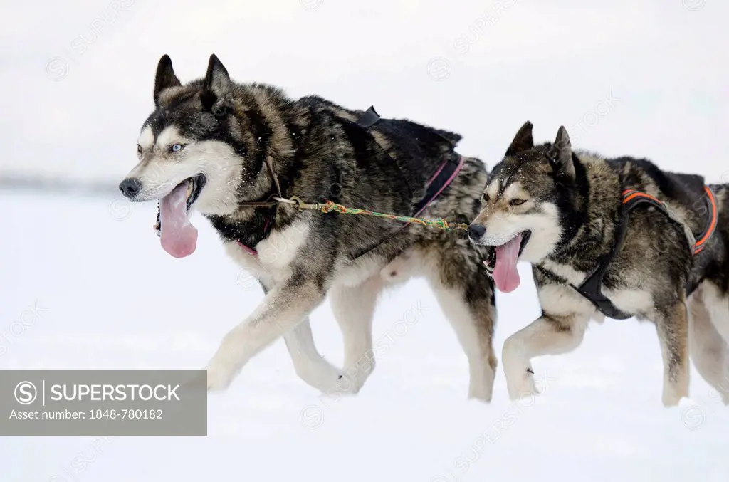 Two sled dogs, Siberian Huskies, lead dogs of a sled dog team