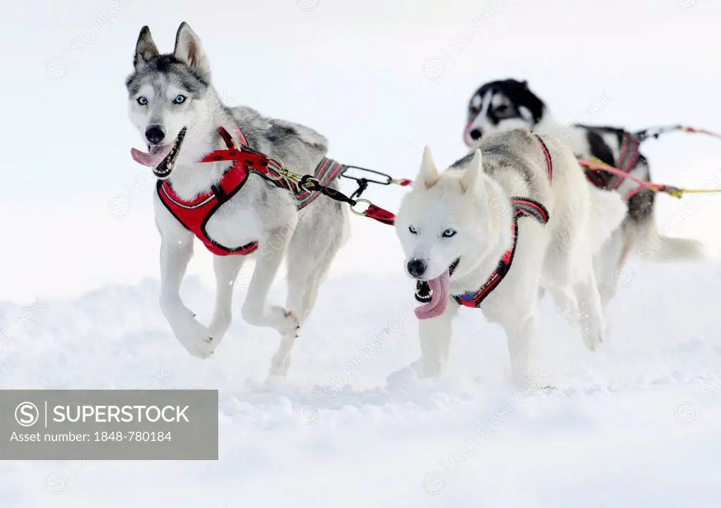 Three sled dogs, Siberian Huskies, sled dog race