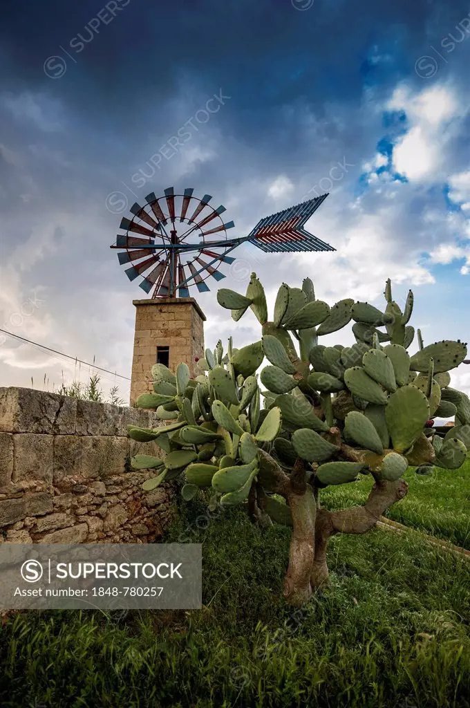 Windmill and cacti