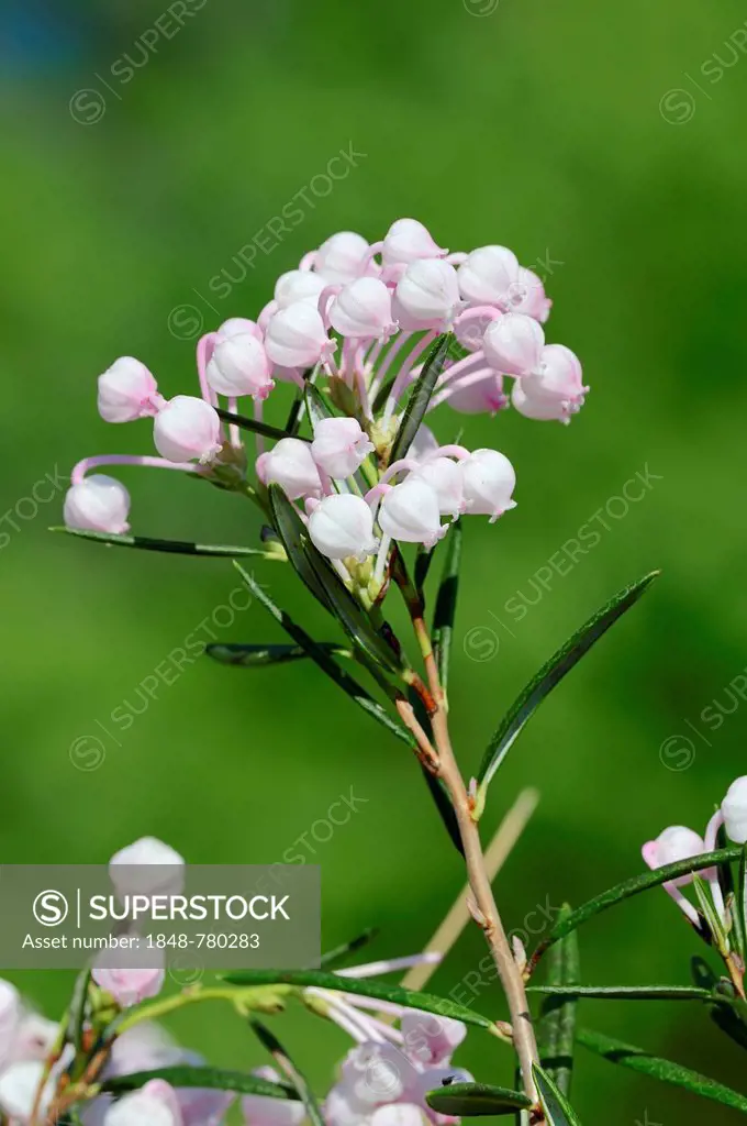 Rosemary, Bog Rosemary (Andromeda polifolia, Andromeda rosmarinifolia), flowering