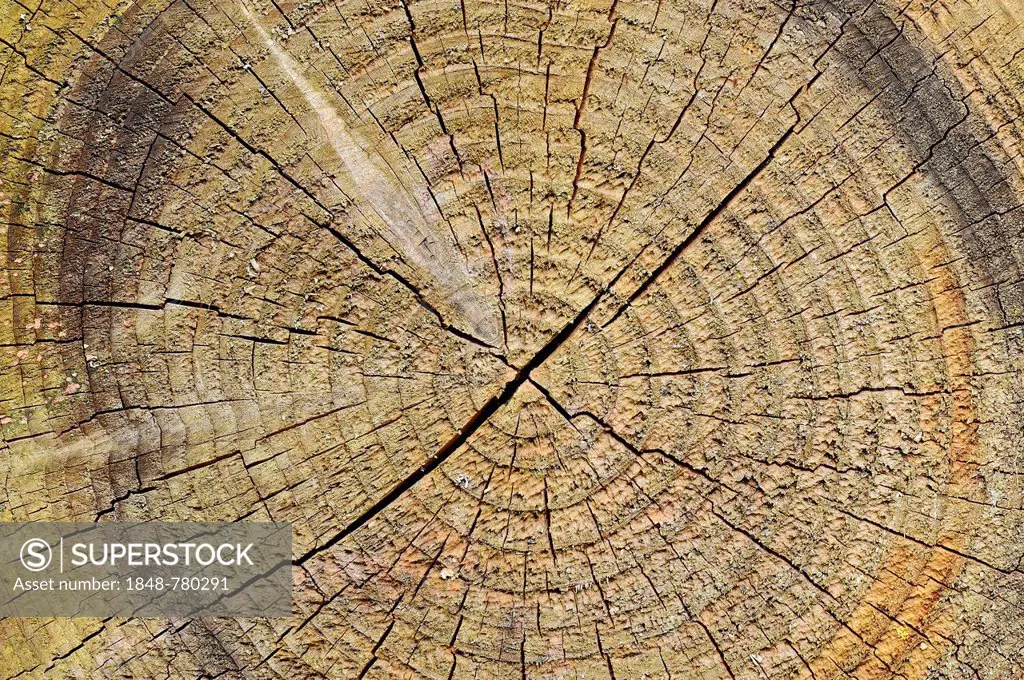 Wood, cross section of a tree trunk, tree rings