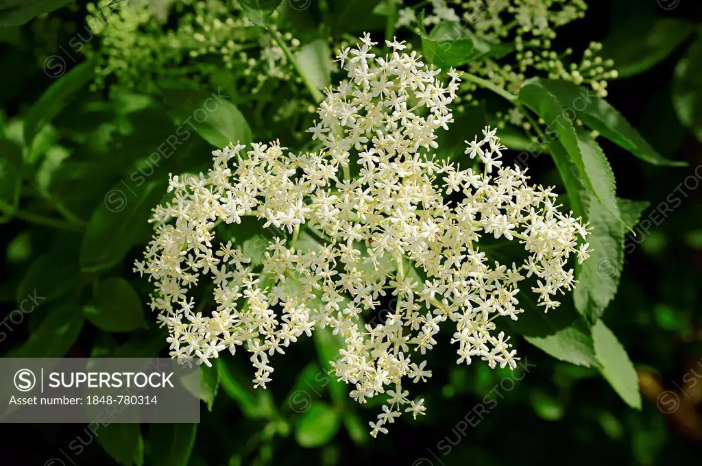 Elder, Elderberry or Black Elder (Sambucus nigra), flowering