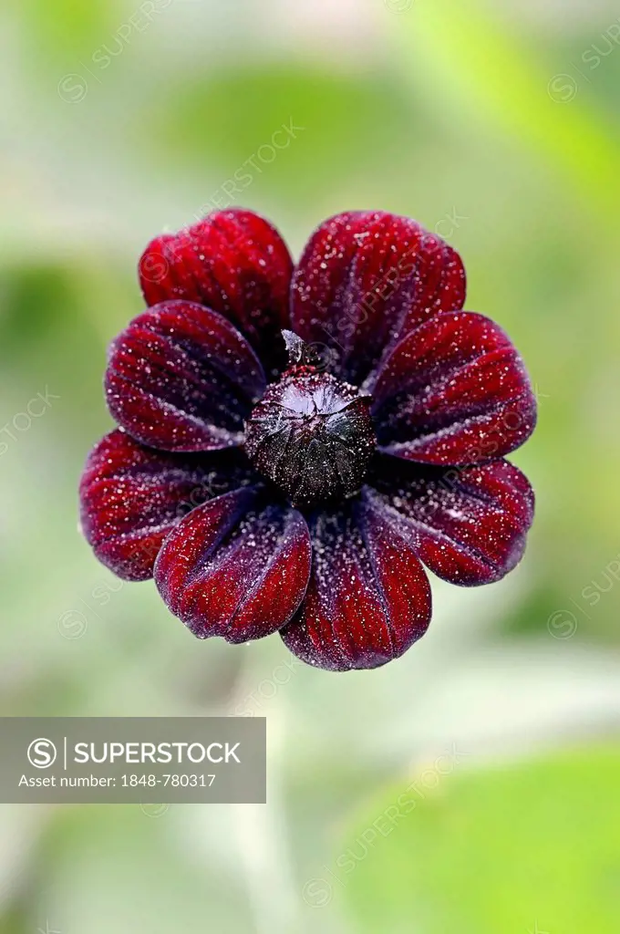 Chocolate Cosmos or Black Cosmos (Cosmos atrosanguineus), flower
