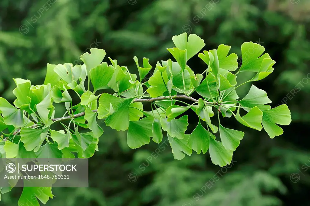 Ginkgo tree, Gingko tree or Maidenhair tree (Ginkgo biloba)