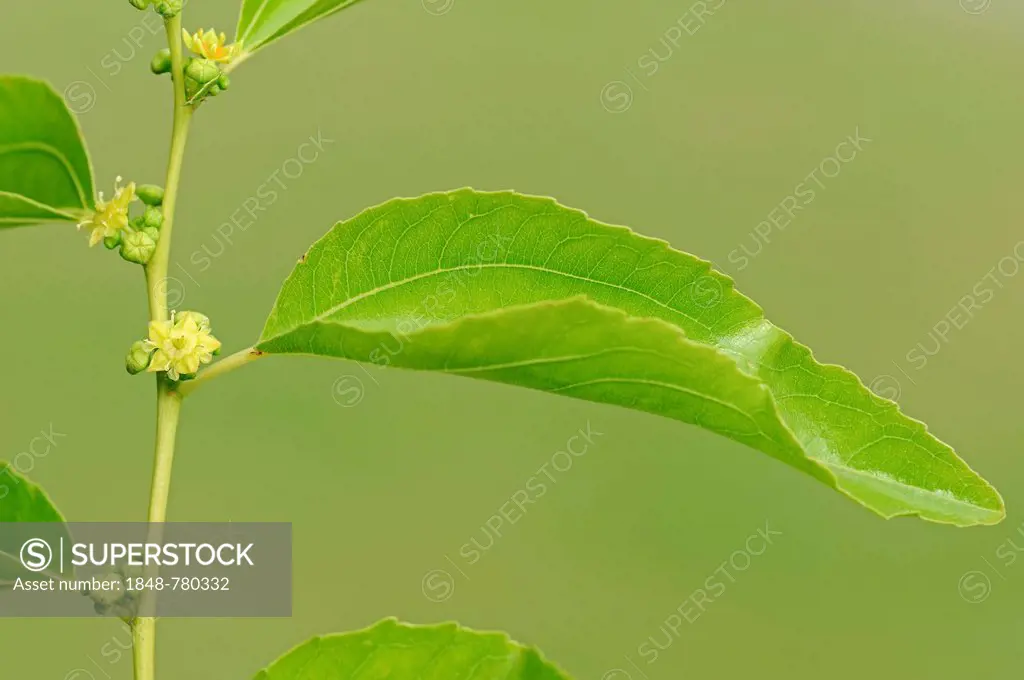 Jujube, red date, Chinese date, Korean date, or Indian date (Zizyphus jujuba, Zizyphus sativa), flowers and leaves, occurrence in China
