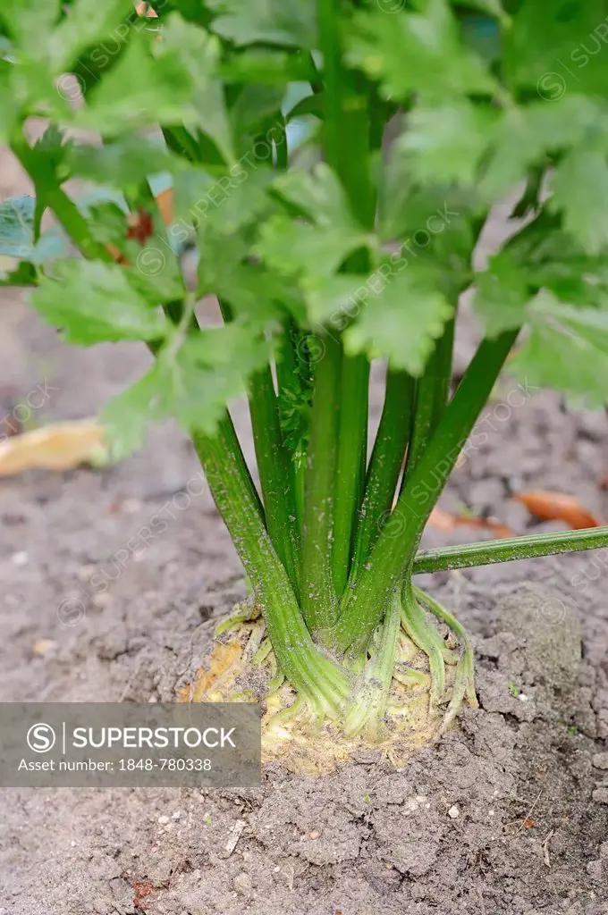 Celeriac, turnip-rooted celery or knob celery (Apium graveolens var rapaceum)