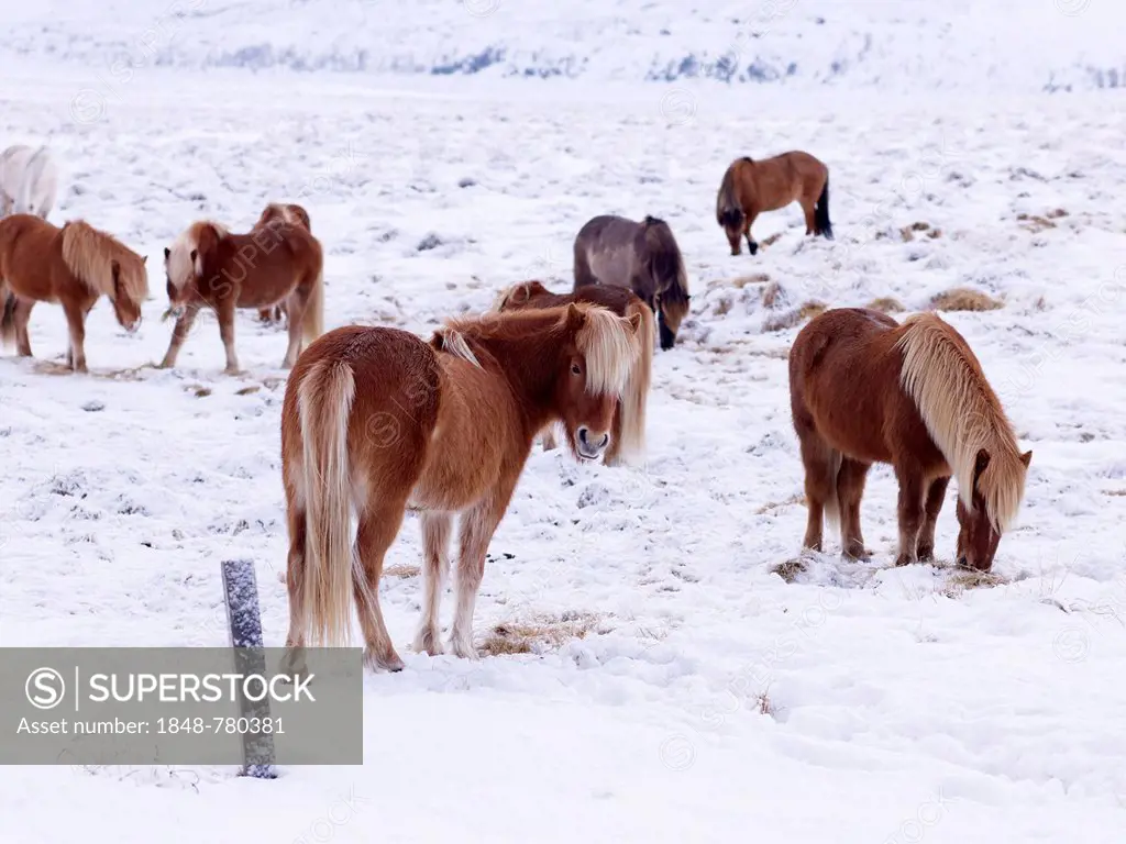 Icelandic Horses in a snow-covered pasture