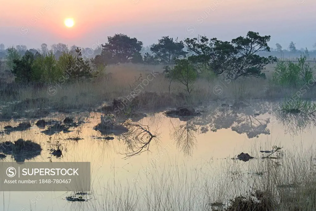 Rewetted bog, sunrise