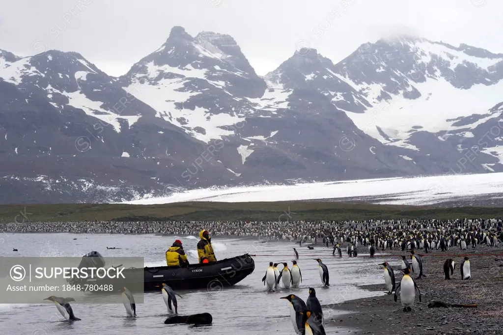 Crew of an expedition cruise ship in a zodiac inflatable boat, surrounded by King Penguins (Aptenodytes patagonicus)