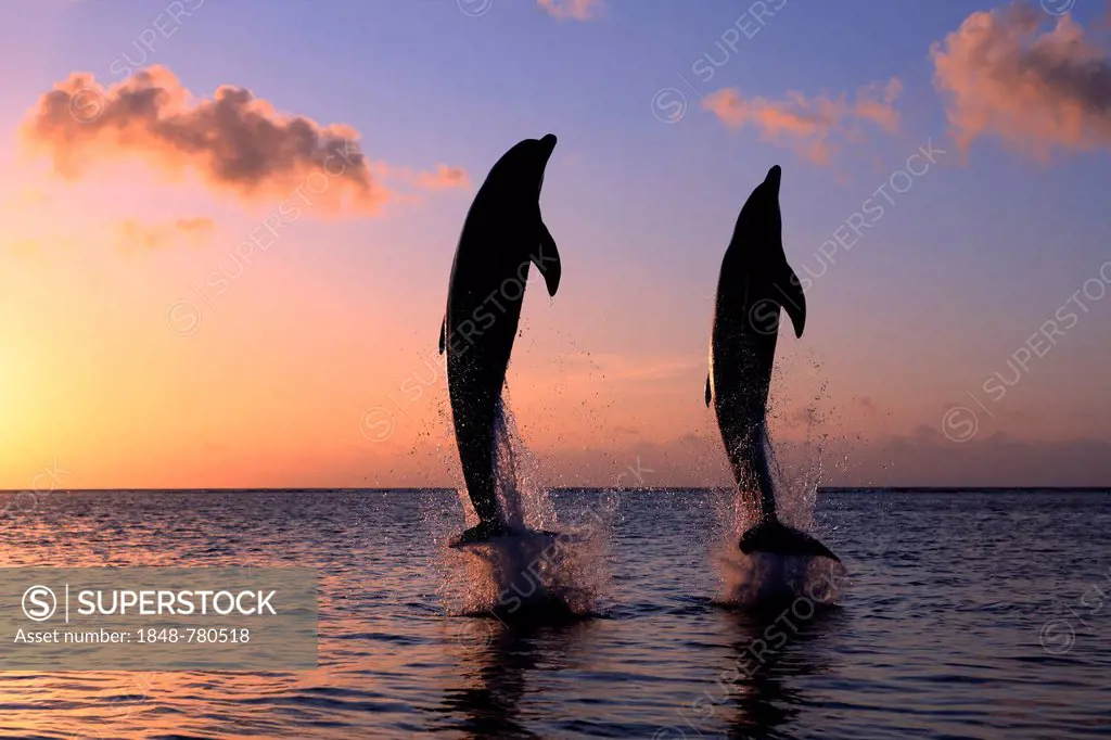 Bottlenose Dolphin (Tursiops truncatus), two dolphins leaping out of the water at dusk, captive