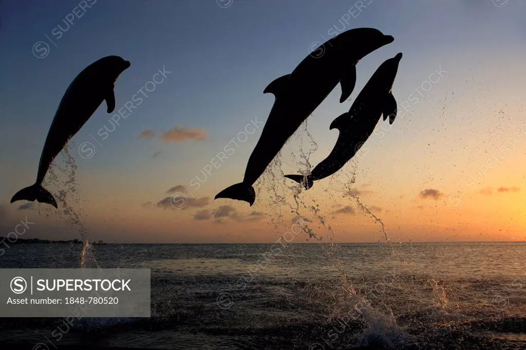 Bottlenose Dolphin (Tursiops truncatus), three dolphins leaping out of the water at dusk, captive