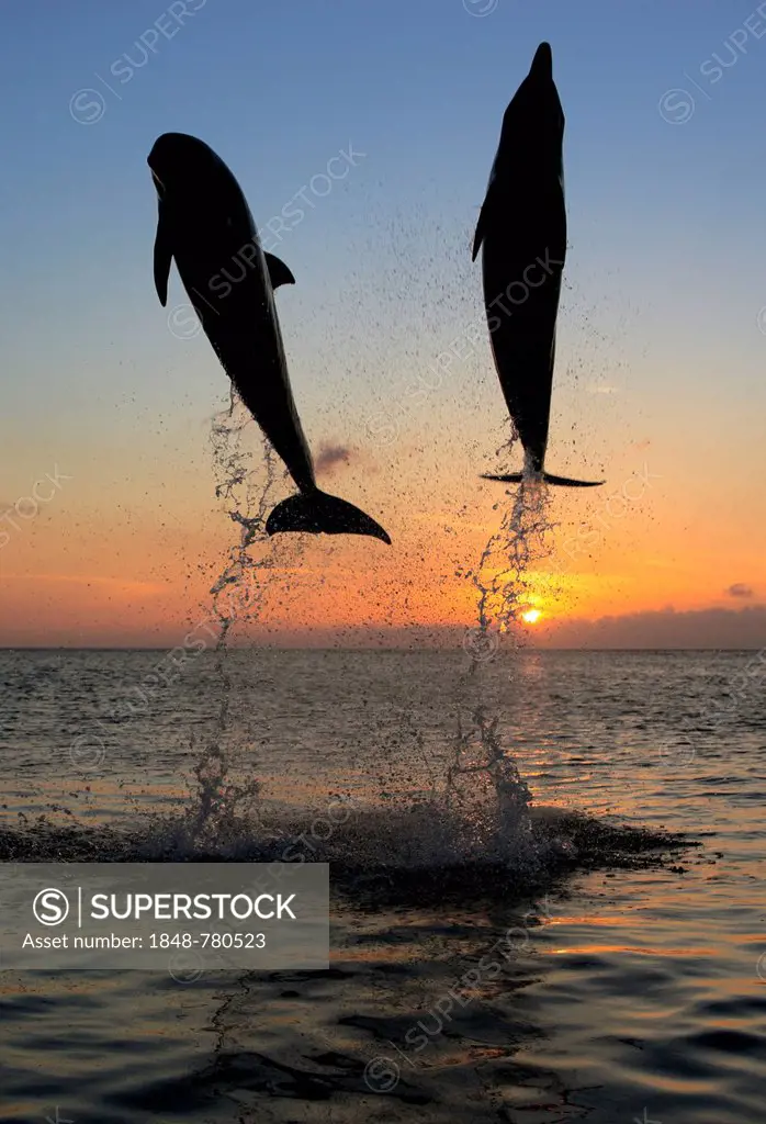 Bottlenose Dolphin (Tursiops truncatus), two dolphins leaping out of the water at sunset, captive