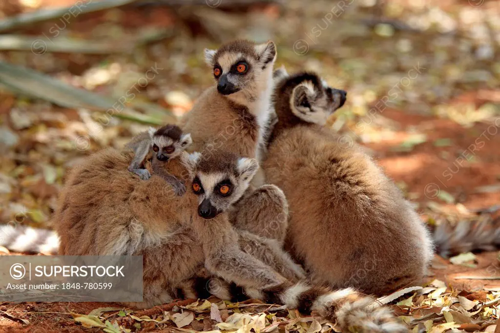Ring-tailed Lemurs (Lemur catta), troop of females with young