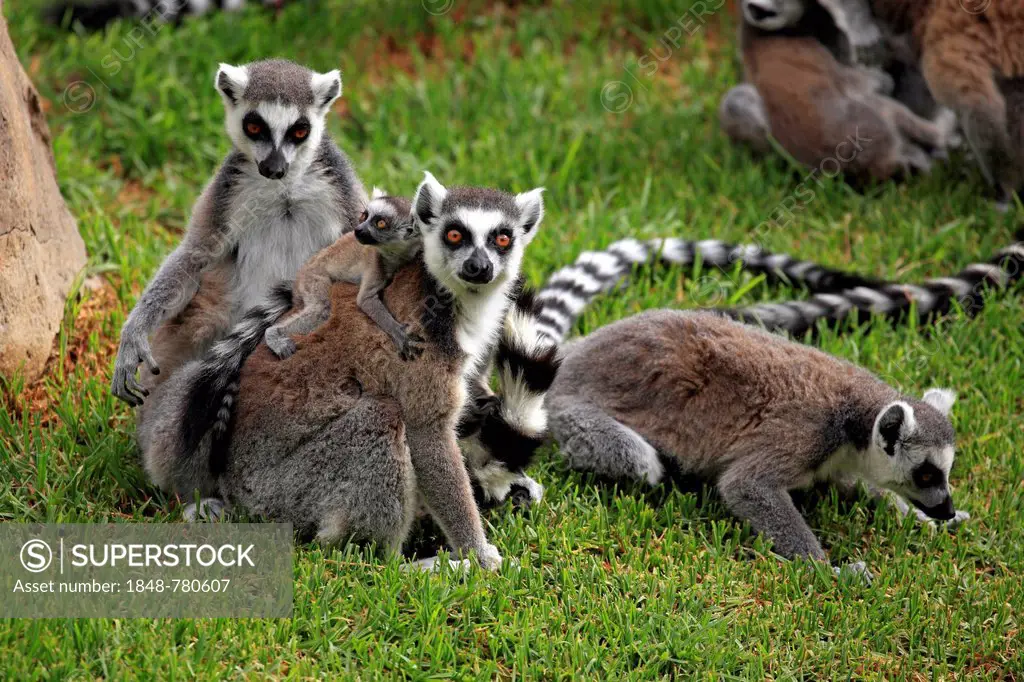 Ring-tailed Lemurs (Lemur catta), female carrying a cub on her back, captive