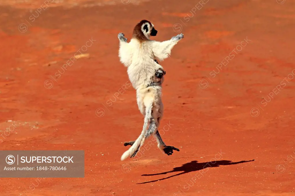 Verreaux's Sifaka (Propithecus verreauxi), female with an infant, jumping