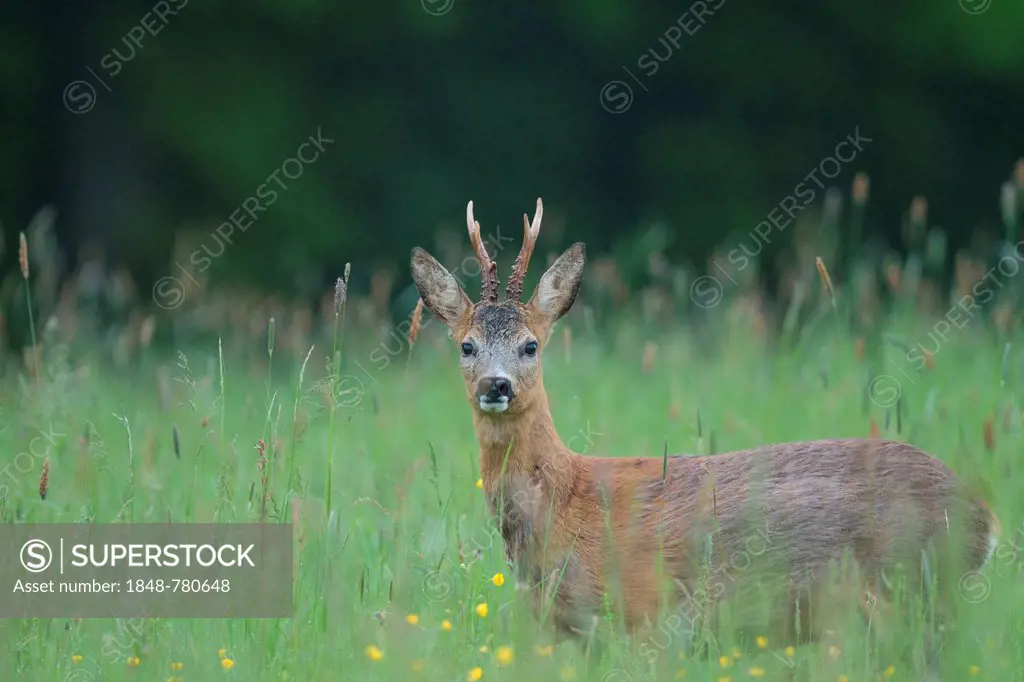 Roe deer (Capreolus capreolus), roebuck